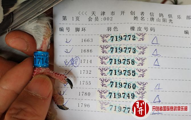 2019年开创者天津第四关前10名验鸽图片欣赏